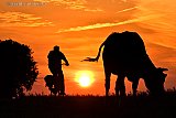 10-08-2020  Breda - Een man fietst om af te koelen tegen zonsondergang over een dijk nabij de Haagse Beemden waar koeien staan te grazen en muggen dansen. - Fotokrant