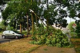 11-08-2020  Breda - Een flinke valwind trok de nodige takken van bomen af. - Fotokrant