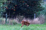31-07-2019 Breda -Een hertje staat zich te wassen in het veld in de Haagse Beemden. - Fotokrant