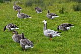 07-12-2021  Breda - Een Indische gans is nabij de Asterdplas neergestreken. De vogel is een exoot en voelt zich prima thuis tussen de Grauwe ganzen. - Fotokrant