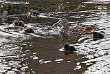 11-03-2019 Breda - De 1e jonge eendjes zwemmen al hun rondjes in de stad. - Fotokrant