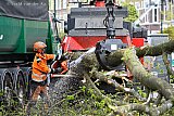 25-03-2023 Breda - Nadat de takken van de kastanjebomen waren afgezaagd. Werden ze op de grond kleiner gemaakt zodat ze in de bomenversnipperaar paste. Uiteindelijk verlieten de bomen als snippers in vrachtwagens de Baronielaan waar ze meer dan een eeuw trots hebben staan pronken.   - Fotokrant