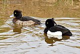 24-02-2021 Breda - Door het warme weer is de natuur veel sneller dan normaal. Kuifeendjes zijn al teruggekeerd naar hun broedgebied in de Bredase polder en hebben al koppeltjes gevormd. - Fotokrant