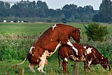 31-08-2019 Breda -Een koe duikt in de Vierde Bergboezem op een jonge stier. - Fotokrant