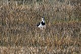 16-02-2019 Breda - Aan de rand van de Haagse Beemden is een groepje van 8 kieviten aangekomen. Ze rusten verspreid uit in het dorre gras van de verre reis die ze hebben gemaakt. - Fotokrant