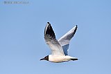 27-05-2023 Breda - Een kokmeeuw vliegt boven een beek in de Haagse Beemden. De vogelsoort is in Nederland zwaar getroffen door  het vogelgriepvirus.  Wandelaars kunnen komende tijd dode meeuwen tegen komen.  Bij de Asterdplas zijn al verschillende dode exemplaren aangetroffen. - Fotokrant