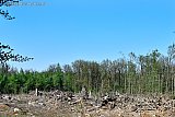 20-04-2019 Ulvenhout - In het Ulvenhoutse bos heeft de afgelopen maanden een enorme kaalslag plaats gevonden. Buurtbewoners spreken van het Ulvenhoutse maanlandschap. - Fotokrant
