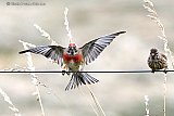 21-06-2020 Breda- Tijdens de Coronacrisis is vogelspotten in het buitengebied van de stad een stuk populairder geworden. In de Haagse Beemden werd in de middag gespeurd naar oa deze Kneu met jong. - Fotokrant