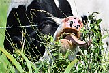 17-06-2019 Breda - Een koe doet flink wat moeite om bij een struik met bessen te komen. - Fotokrant