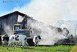 18-10-2022 Prinsenbeek - Koeien in het naastgelegen weiland kwamen kijken bij de schuur waar kalfjes zijn omgekomen. - Fotokrant