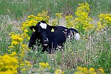 22-07-2026 Breda - Een koe ligt in een veld in de Haagse Beemden uit te rusten. Ondertussen houden boeren in het land al actiebijeenkomsten ivm de stikstofmaatregelen die hen treft. - Fotokrant