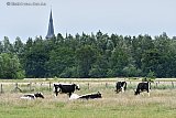10-06-2022 Breda -  Terwijl het kabinet bekend maakt dat een groot deel van de veestapel moet verdwijnen om aan de stikstofnorm te kunnen voldoen grazen koeien aan de rand van de Haagse Beemden.Het is nog maar de vraag of deze hier in de toekomst nog kunnen grazen. - Fotokrant