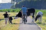 14-07-2026 Breda - Fietsers komen koeien tegen op het fietspad. De runderen willen niet wijken en men moet eromheen. - Fotokrant