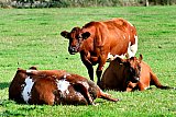 05-10-2022 Breda - Terwijl aan de rand van de Haage Beemden koeien het prima naar hun zin hebben in de wei, maakte stikstofbemiddelaar Remkes  bekend dat er zo snel mogelijk in heel het land 500 tot 600 boerenbedrijven die veel stikstof uitstoten moeten worden uitgekocht.  - Fotokrant