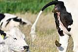 22-06-2022 Breda  - Z'n 30.000 boeren voerde midden in het land actie tegen de stikstofmaatregelen die het kabinet de sector oplegt. De koeien bleven thuis en deden hun ding. - Fotokrant