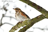 10-02-2021 Breda - Vogels hebben het door de strenge vorst moeilijk .Een koperwiek rust even uit op een sneeuwvrije tak in het Haagse Beemden bos. - Fotokrant