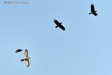 14-06-2023 Breda -Kraaien in een luchtduel met een Havik die aan de rand van de Haagse Beemden hun nest aanviel. - Fotokrant