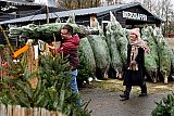 04-12-2021  Breda - Er waren niet alleen kerstbomen met een kluit besteld, ook afgezaagde exemplaren verpakt in een net werden er opgehaald.  - Fotokrant