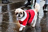 14-12-2019 Breda -De kerstmarkten treffen het niet het stormt en is hondenweer. - Fotokrant