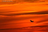 22-09-2021 Breda - Een kraai vliegt tijdens zonsondergang naar zijn slaapplaats aan de rand van de Haagse Beemden. - Fotokrant