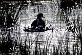 24-03-2023 Breda - Het water spat op als een kievit zich wast aan de oever van een plas water in de Vierde Bergboezem. - Fotokrant