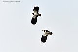 21-02-2021 Breda- Het 1e koppeltje kievitten fladdert al over de akkers opzoek naar een nestelplaats. - Fotokrant