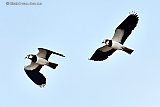 13-03-2019 Breda - Kieviten fladderen al een maand in de Haagse Beemden. De weidevogel is bedreigd in zijn voortbestaan en staat daarom op de rode lijst. In Breda voelen de vogels zich kennelijk op hun gemak er zijn 8 koppeltjes gespot die momenteel zitten te broeden. - Fotokrant