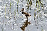 18-04-2024 Breda -  In een poel nabij rivier De Mark staat een onlangs geboren  kievitskuikentje in het water. - Fotokrant