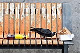 07-07-2021  Breda - Een kauw heeft een lunch gescoord op de Grote Markt in Breda . Tijdens de lockdown moesten de vogels veel meer moeite doen om aan voedsel te komen.  - Fotokrant