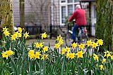 04-02-2021 Breda - Het lijkt met een temperatuur van 10,8 C al lente in Breda. De narcissen staan al in volle bloei. - Fotokrant