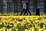 07-03-2022 Breda - De lente hangt al een paar dagen in de lucht. Deze week kan de temperatuur al oplopen naar 17c. - Fotokrant