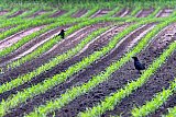 23-05-2022 Breda - Kauwen inspecteren op een akker in de Haagse Beemden de mais die al op komt. De plantjes lijken er in golven op te staan, - Fotokrant