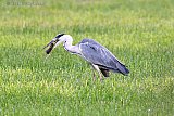 26-07-2021 Breda - In een weiland aan de rand van de Haagse Beemden is een reiger druk met het ratten vangen. - Fotokrant