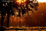 28-10-2021 Breda - Honderden muggen dansen aan de rand van de Haagse Beemden in de herfstzon. - Fotokrant