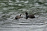 22-06-2023 Breda - Tijdens een van de flinke regenbuien voert een meerkoet haar jong in een beek aan de rand van de Haagse Beemden.  Door de vele regenbuien en het stijgende waterpeil is het nest al weggespoeld. - Fotokrant