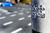 25-10-2023 Breda - Op verschillende plekken in de stad zijn al een aantal dagen zelfgemaakte stickers te zien waarop staat dat niemand in de wereld de melk van een koe nodig heeft behalve haar kalf. - Fotokrant