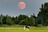 10-08-2022 Breda - Als de avond valt en de zon onder gaat is er een grote oranje gekleurde maan te zien aan de rand van de Haagse Beemden.  - Fotokrant