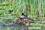 15-05-2023 Breda - In een sloot aan de rand van de Haagse Beemden zit deze  Meerkoet nog steeds te broeden.  - Fotokrant