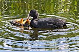 29-04-2019 Breda - De lente zet door. In een sloot in de Haagse Beemden heeft moeder Meerkoet het maar druk met haar pasgeboren jongen voeren. - Fotokrant
