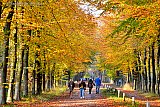 08-11-2019 Breda - Het is langzaam herfst aan het worden in het Mastbos . Het bos kleurt langzaam geel. - Fotokrant