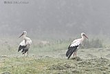 02-09-2023 Breda - De jonge ooievaars zijn terug in de Haagse Beemden  en hebben door de mist natte vleugels gekregen. - Fotokrant