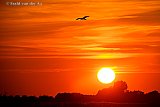 09-07-2026 Breda -  Aan het begin van de 3e hittegolf hangt bij zonsondergang een meeuw boven een weiland. De vogel is s'avonds als het koeler is voedsel aan het zoeken. - Fotokrant