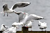 29-01-2022 Breda - Het stormt en meeuwen op de Asterdplas vallen elkaar aan en vechten om het beste plekje. - Fotokrant