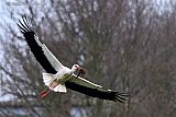 14-03-2023 Breda - De lente hangt in de lucht. Een ooievaar vliegt met verzameld nestmateriaal naar zijn nest aan de rand van de Haagse Beemden. - Fotokrant
