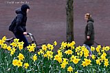 01-02-2023 Breda - Met 8 C is de 1e februari dag  lentezacht en bloeien de narcissen al volop. - Fotokrant
