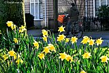 16-01-2020 Breda - Met 12C  leek het wel lente. Zelfs de Narcissen staan al in volle bloei. - Fotokrant