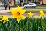 24-01-2022 Breda - De 1e tekenen van de lente zijn al te zien in de stad. - Fotokrant
