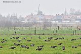 27-02-2020 Breda - In plaats van sneeuw viel er vrijwel de hele dag regen en was het grauw.  Ondanks de hevige regenval is het grondwater nog niet op het niveau als voor de droogte van 2019. - Fotokrant