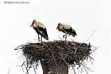 31-07-2023 Breda - De jonge ooievaars in het nest in de Haagse Beemden zien er door het natte weer smerig uit. - Fotokrant