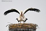 25-03-2026 Breda - De ooievaars werken hard aan gezinsuitbreiding op hun nieuwe nest. - Fotokrant